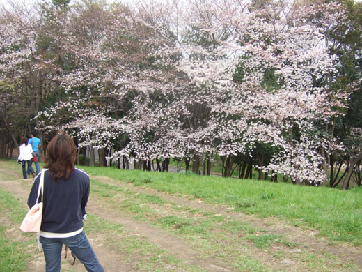 桜広場